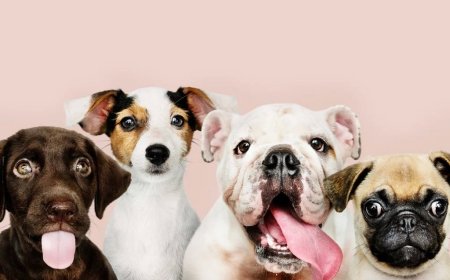 Por que a maioria dos cães tem olhos castanhos?