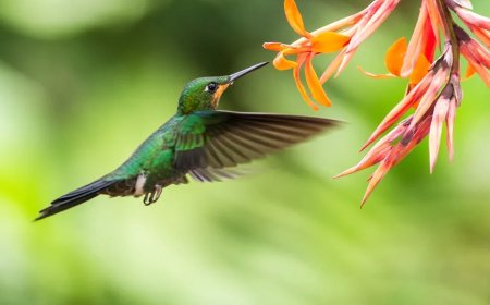 Os segredos do voo do beija-flor e do vento