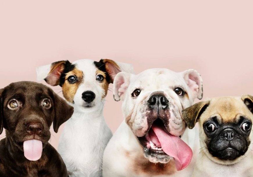 Por que a maioria dos cães tem olhos castanhos?