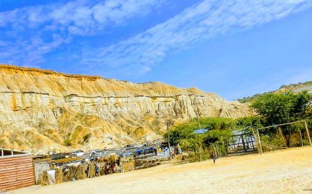 Coletânea - Minha Escolha